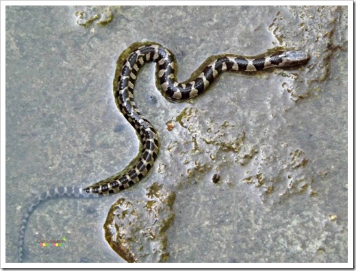 baby snake2