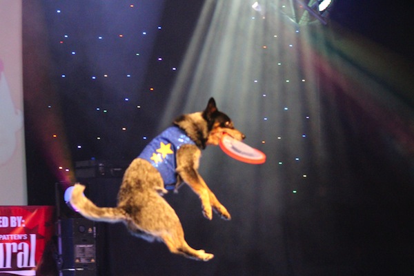 stunt dog