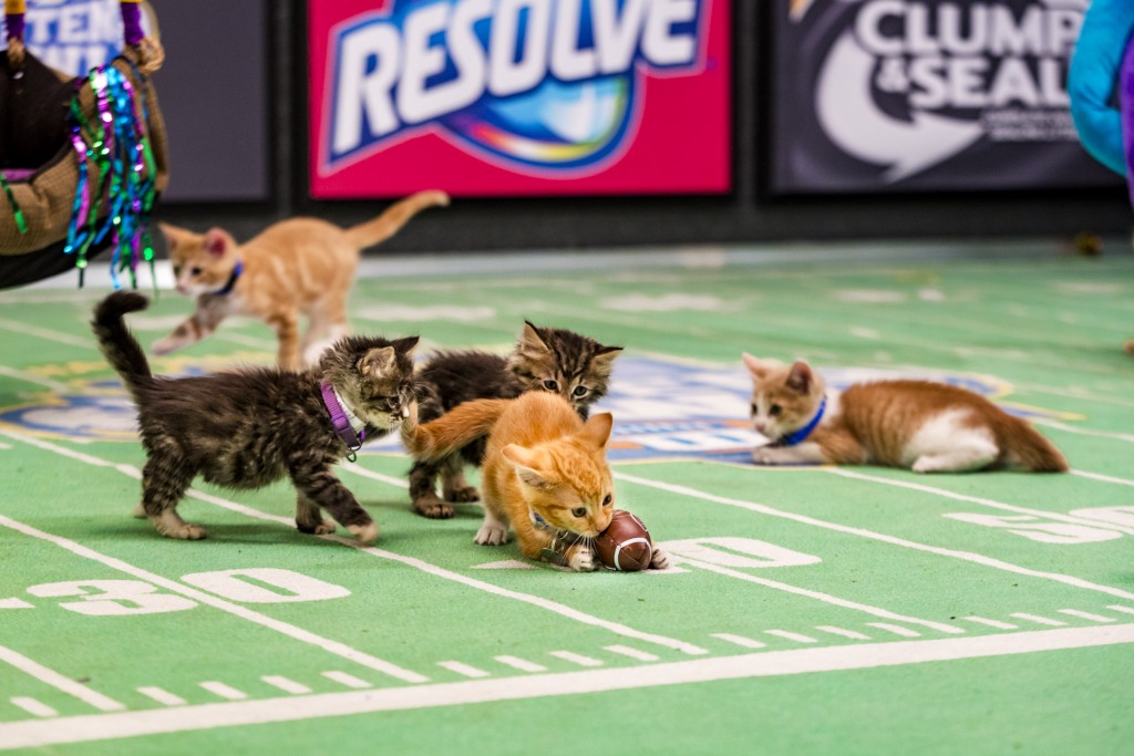 "Kitten Bowl" is a feline catstravaganza presented in association with North Shore Animal League America (the nation's largest no-kill shelter and animal adoption organization) and Last Hope Animal Rescue and Rehabilitation. Hosted by Beth Stern, TV personality and national spokesperson for North Shore Animal League America, "Kitten Bowl" is a star-studded lineup that includes legendary New York Yankees radio voice John Sterling and award-winning reporter, sports analyst and commentator Mary Carillo as "Kitten Bowl's" official play-by-play announcer, and Boomer Esiason as the Feline Football League's (FFL) Commissioner. Photo: Credit: Copyright 2015 Crown Media United States, LLC/Photographer: Marc Lemoine