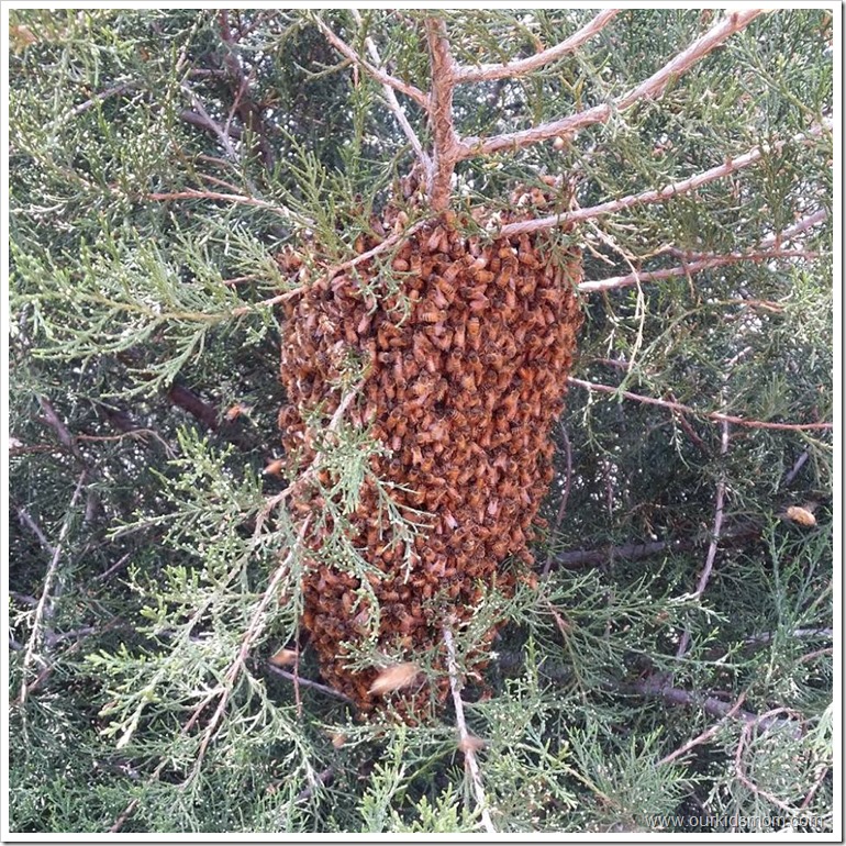 bees3