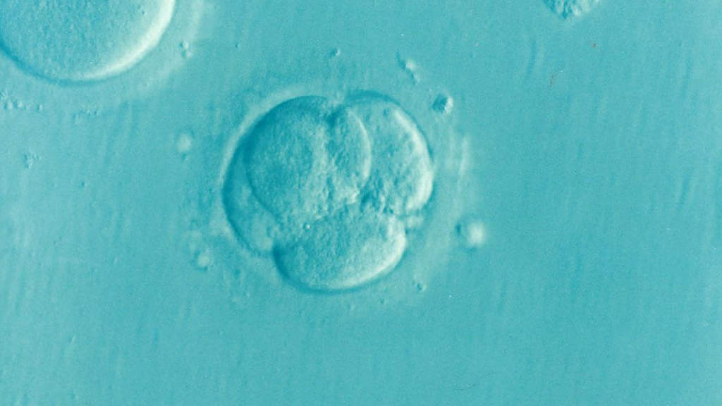 embryo-1514192_1280