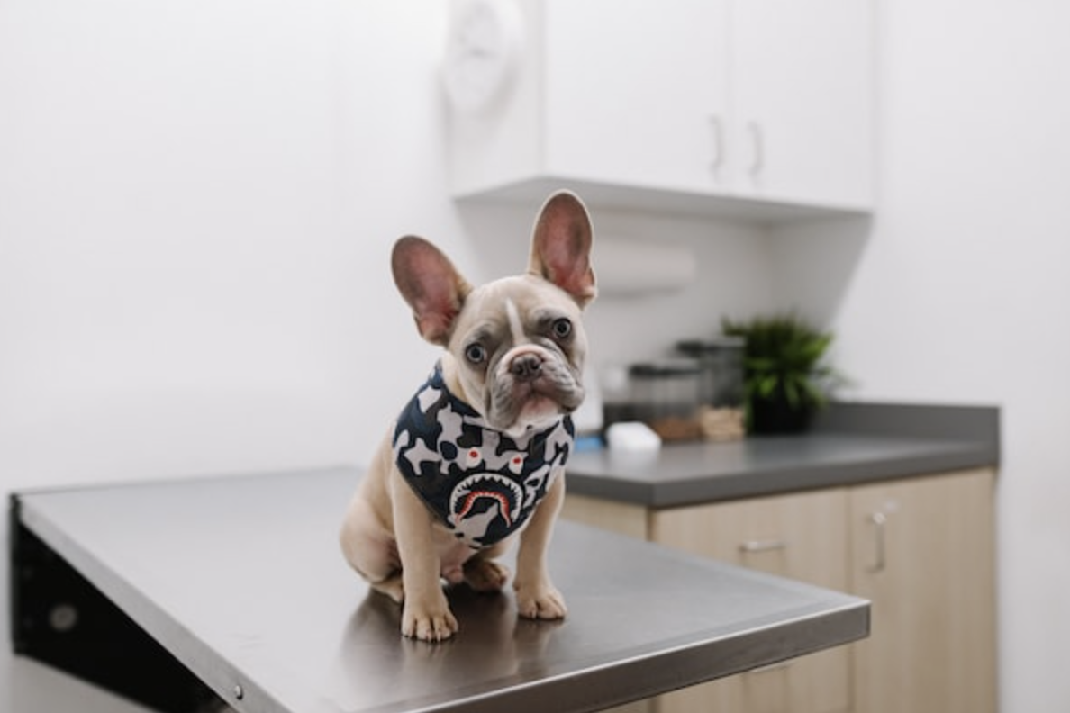 Considerations For Getting Pet Insurance OurKidsMom